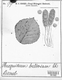 Phragmidium bulbosum image